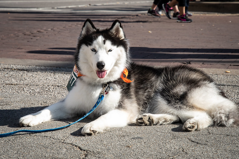 A photo of the most beautiful, stoic husky.